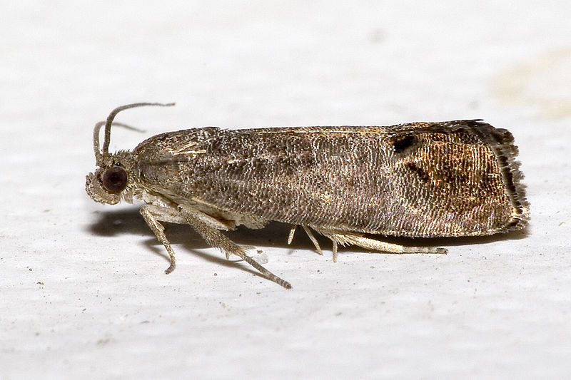 Codling moth