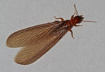 bugs that look like termites bugs that look like termites