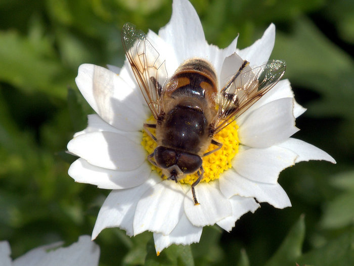 A drone fly, which is often mistaken for a bee, on a white flower.