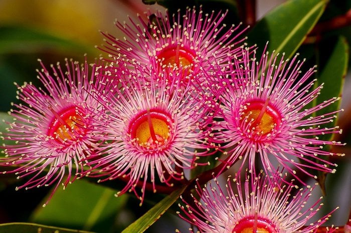Eucalyptus flowers, pink, yellow and orange sunburst 