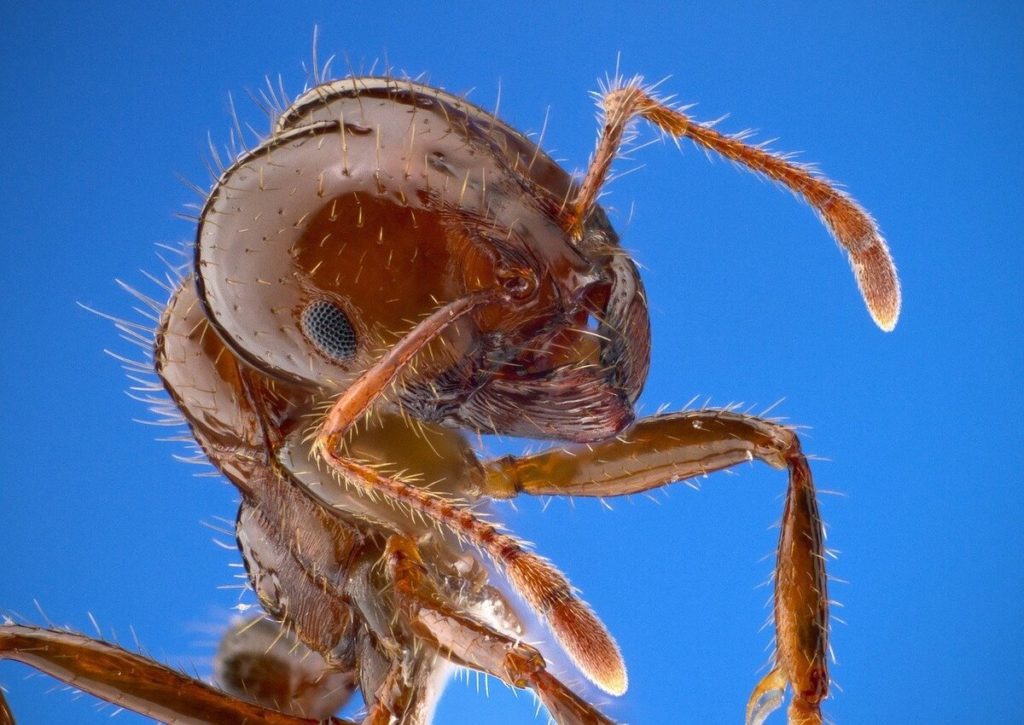 red ants nest