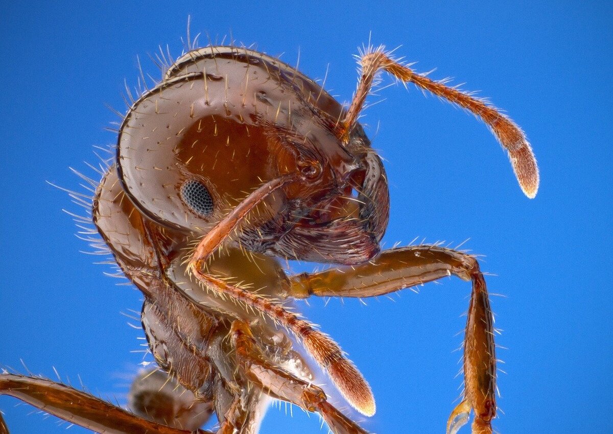 Closeup of a worker fire ant, which looks ferocious.