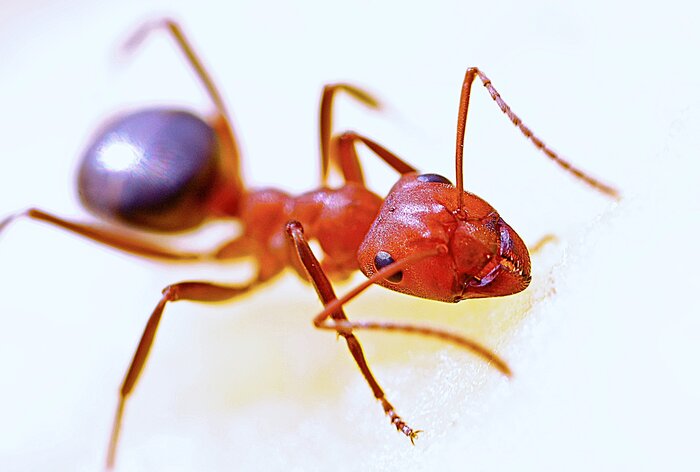 Red fire ant on white background