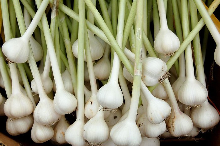 White bulbs of organically grown garlic