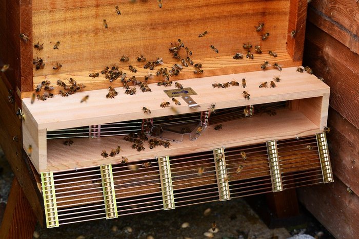 A honey bee trap