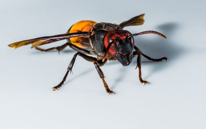 A hornet wasp is a bee look-alike.