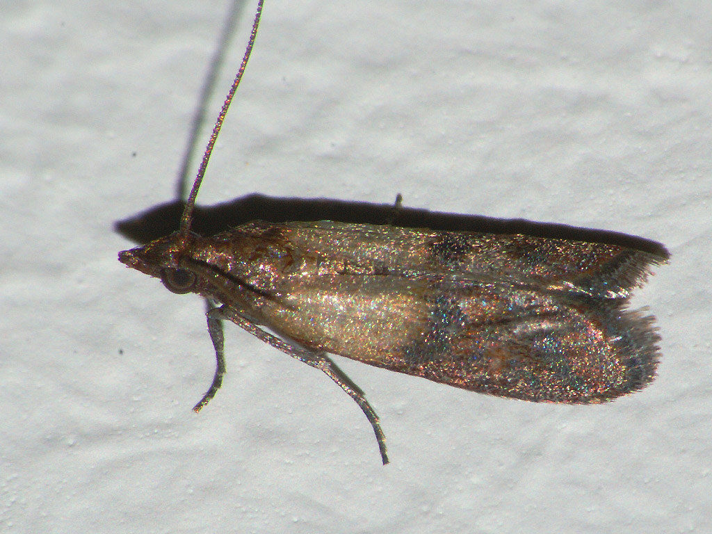 Indianmeal moth