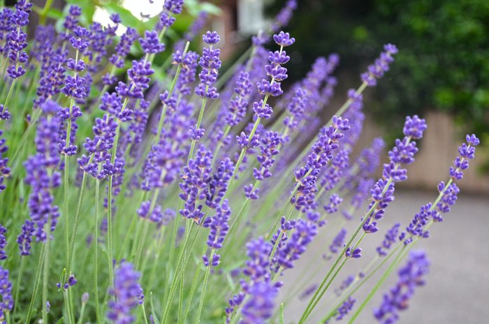 Lavender, purple blooms, looks almost like a bottlebrush