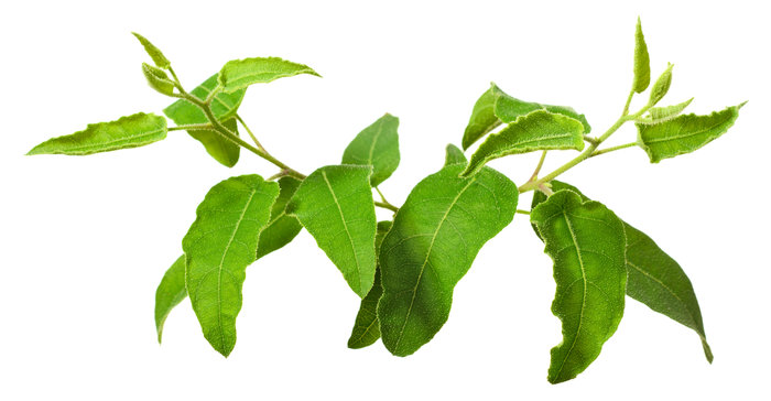 Lemon eucalyptus is a plant that is said to repel insects