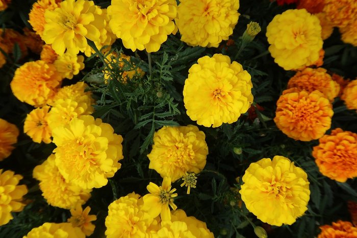 Yellow marigolds