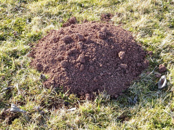 A mole pile looks a little like a volcano.