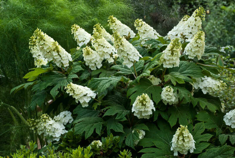 An oak leaf hydrangea's flowers are white and are are in cone-shaped groupings