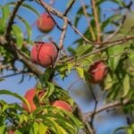 Peach Tree Diseases: How to Treat Them