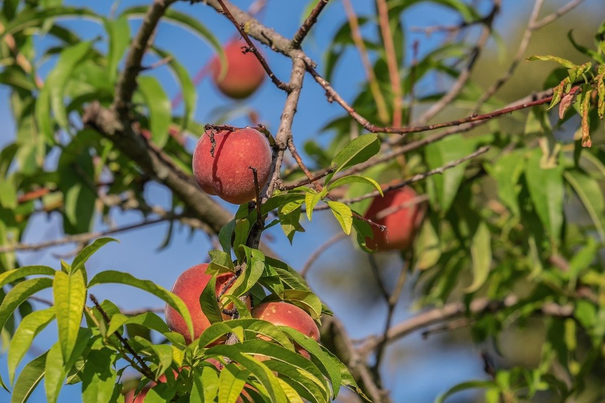 Peaches in a peach tree.