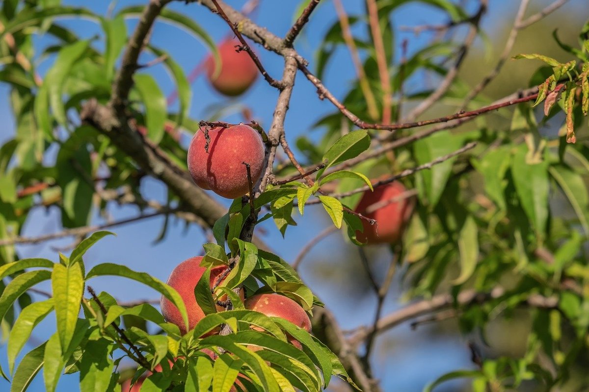 Peach Tree Diseases: How to Treat Them