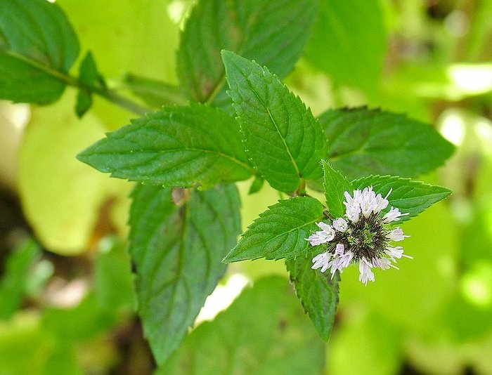 Peppermint with a flower