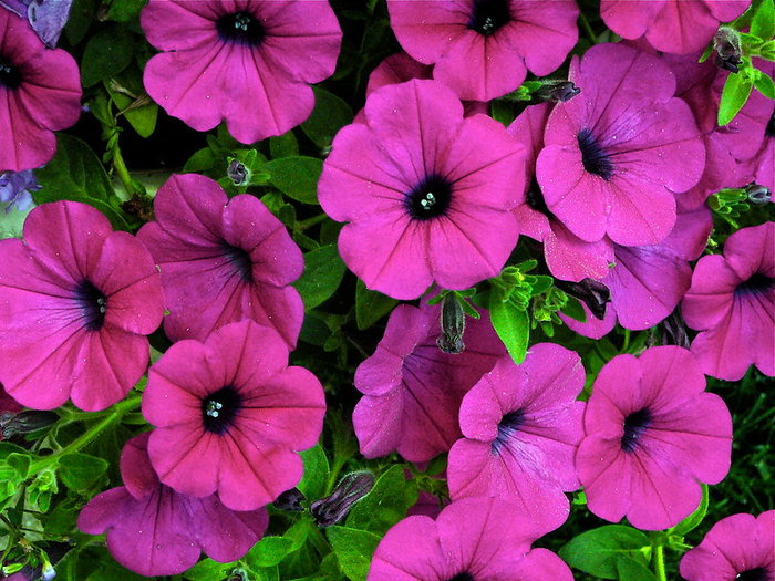 Pink petunias