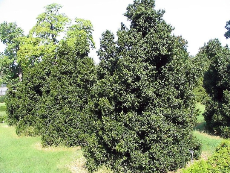 pyramidalis boxwood shrub