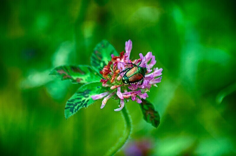 Japanese beetle