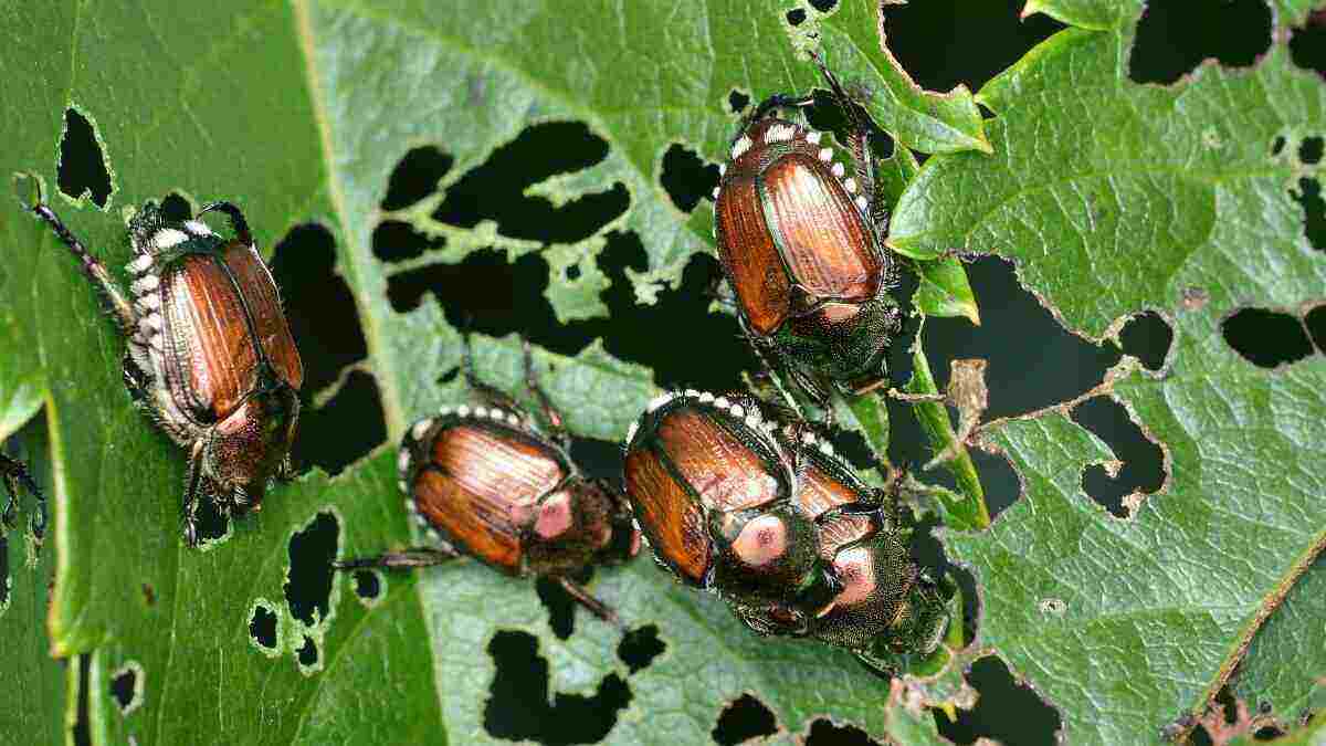 japanese beetles on skeletonized leaves
