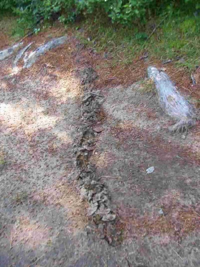 Mole tunnels are marked by raised trails in your yard.