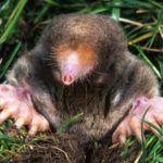 How to Get Rid of Moles In Your Yard and Keep Them Away