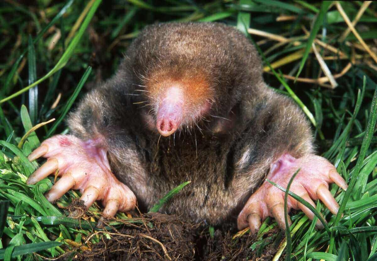 Mole poking up through a hole in the grass