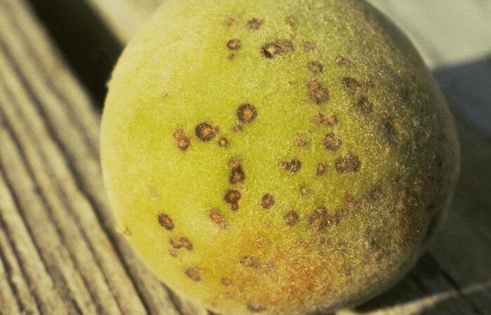 Shot hole peach tree disease