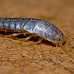 How to Get Rid of Silverfish