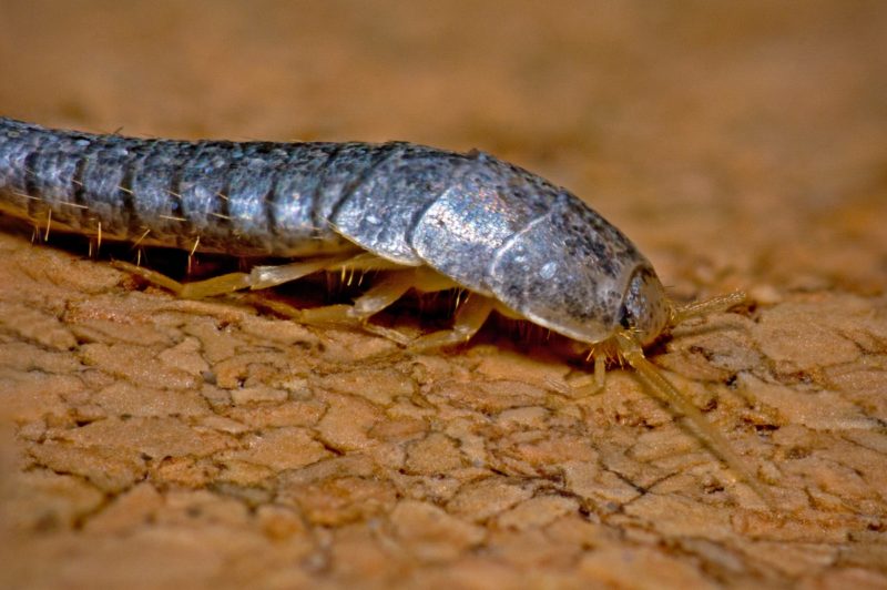 Silverfish How to Kill Them, Repel Them, and Prevent Them