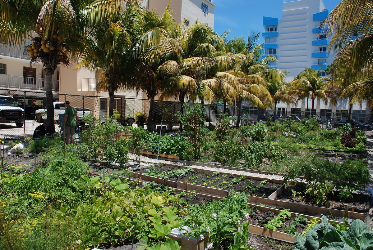 Rows of community gardening plots with lots of plants and greenery are surrounded by palm trees in South Beach, Miami, Florida.