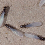 4 Bugs That Look Like Termites & How to Identify Them