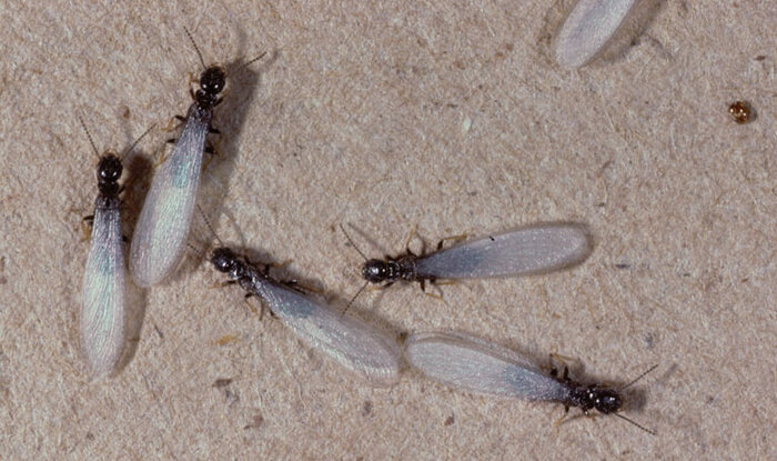 Winged Termites Identification