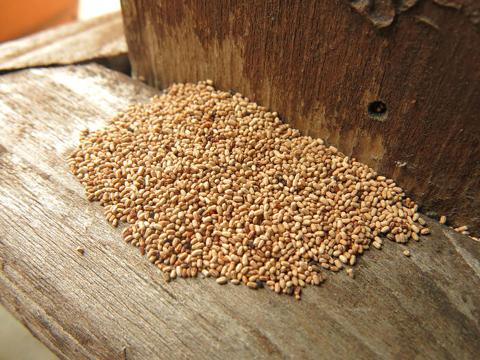 Termite fecal pellets