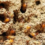 Types of Termites: How They Differ