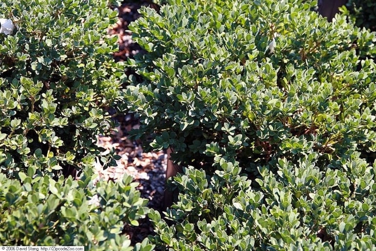 vardar valley boxwood shrub