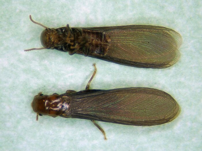 Western drywood termites