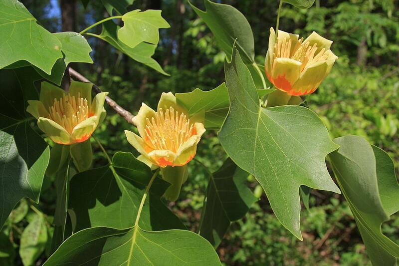 Tulip Poplar Tree (Liriodendron tulipifera)
