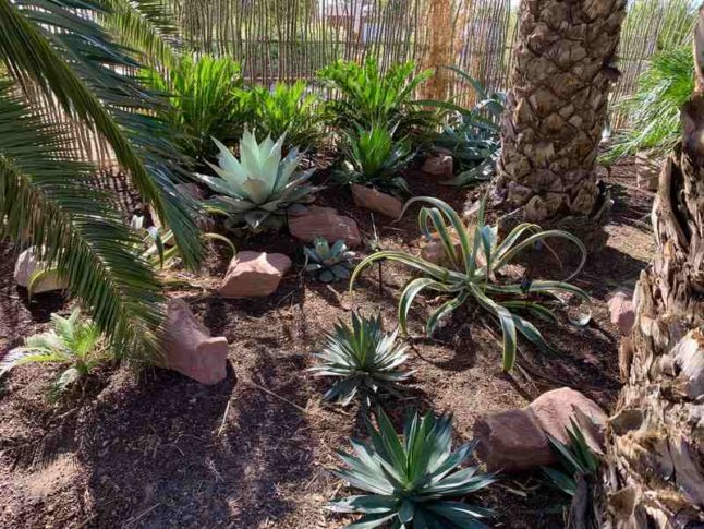 agave and palms