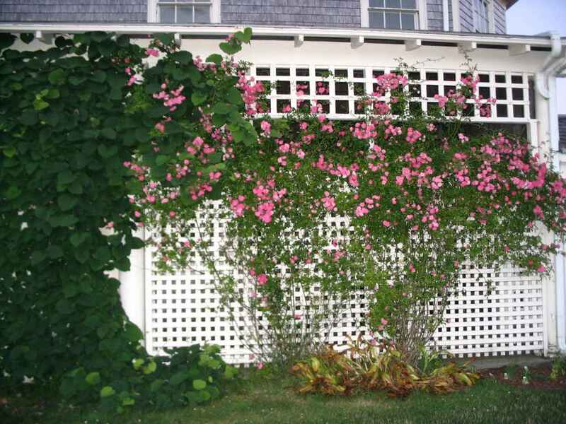 Trellis with Climbing Roses