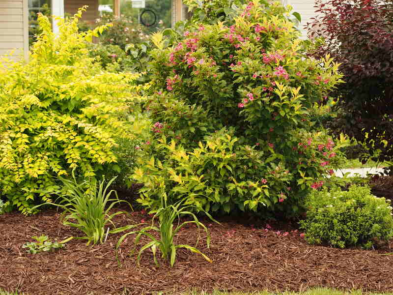Wood chip mulch around bushes