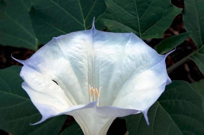 Angel's Trumpet