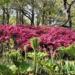 Bog Garden: How to Build One