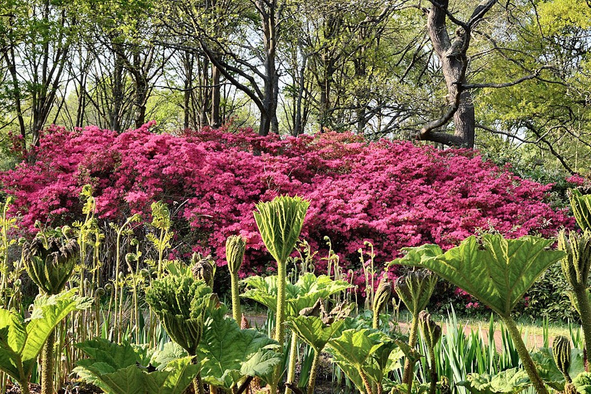 Isabella Plantation, Gunnera, the bog garden in spring