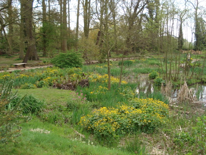 Bog garden at Coughton Court