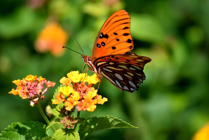 Butterfly and Flower