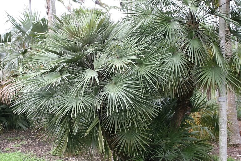 Close-up image of a large bush-like palm