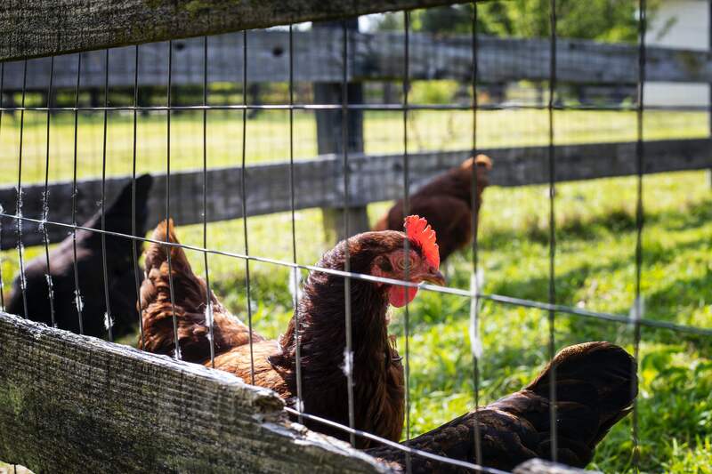 free range chickens behind the fence