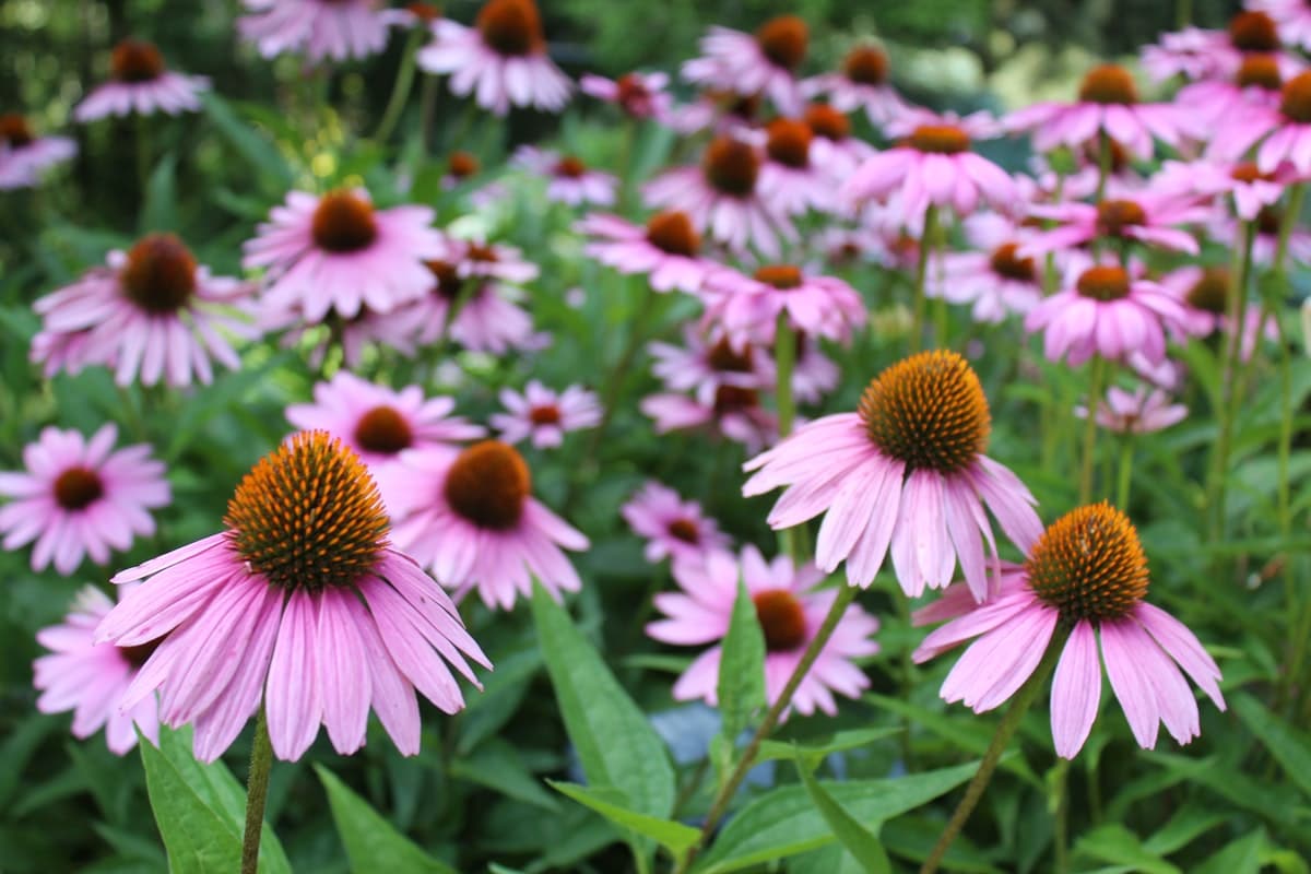 Coneflowers