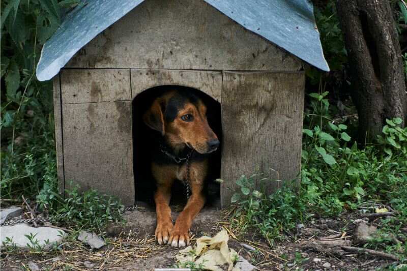 Pointer dog looking out from dog house